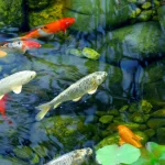 koi-fish